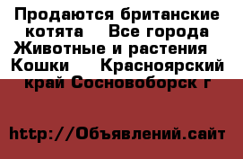 Продаются британские котята  - Все города Животные и растения » Кошки   . Красноярский край,Сосновоборск г.